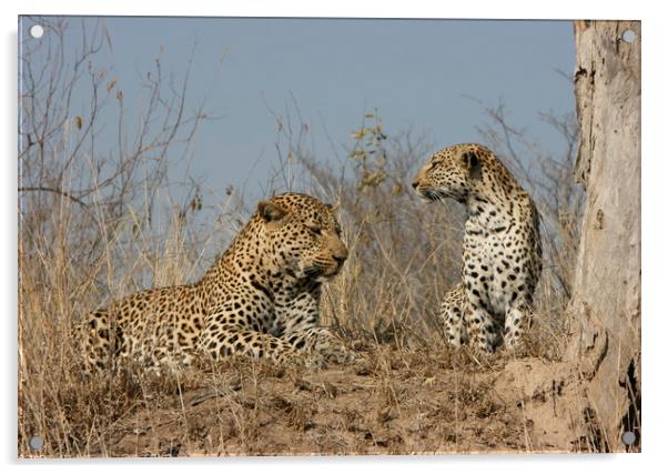 Leopard Couple Acrylic by Nathalie Hales