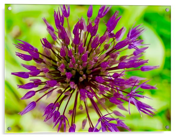 Vibrant Allium Bloom Acrylic by Nathalie Hales