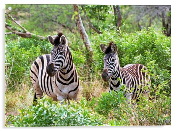 Zebras in the Bush Acrylic by Nathalie Hales