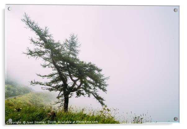 Lonely tree in the mist Acrylic by Juan Jimenez