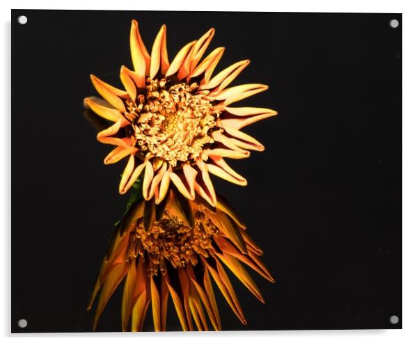 Gazania "kiss" Yellow Flame flower Acrylic by Debbie Payne