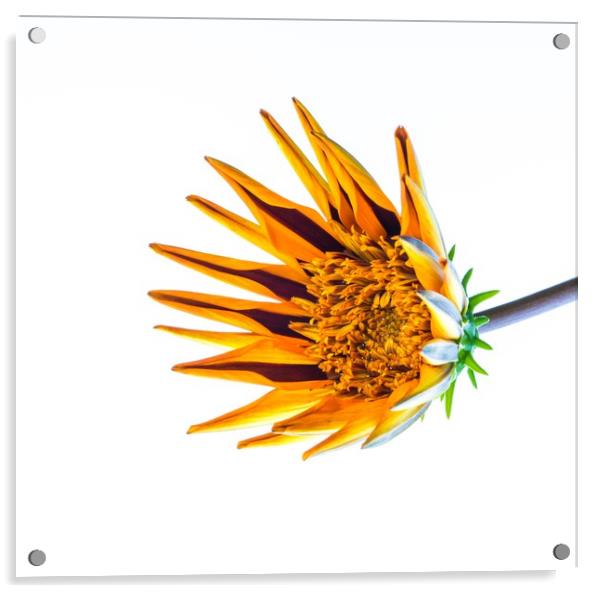 Gazania "kiss" Yellow Flame flower Acrylic by Debbie Payne