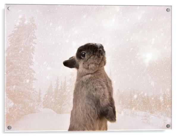 The Xmas Rabbit Acrylic by Neil Greenhalgh