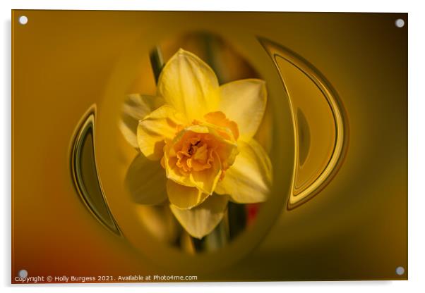 Holly burgess,Yellow Daffodil, made in to Art deco Acrylic by Holly Burgess