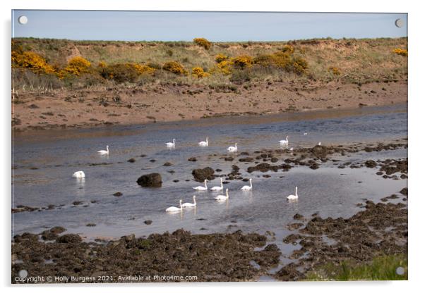 Swan Habitat: River Coquet's Serenity Acrylic by Holly Burgess