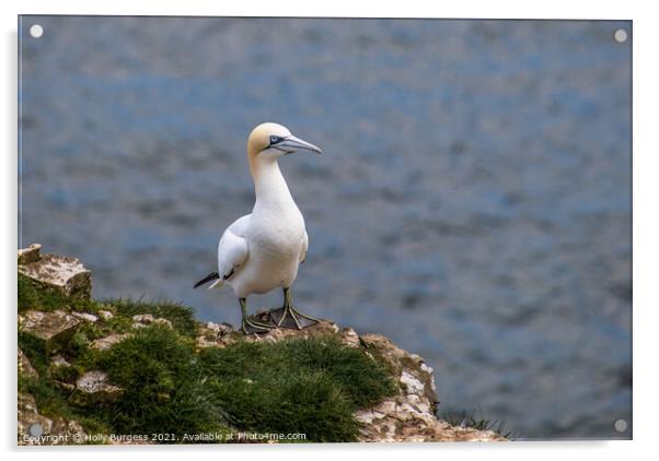 Gannet, on the cliff top a breeding time for all sea birds Acrylic by Holly Burgess