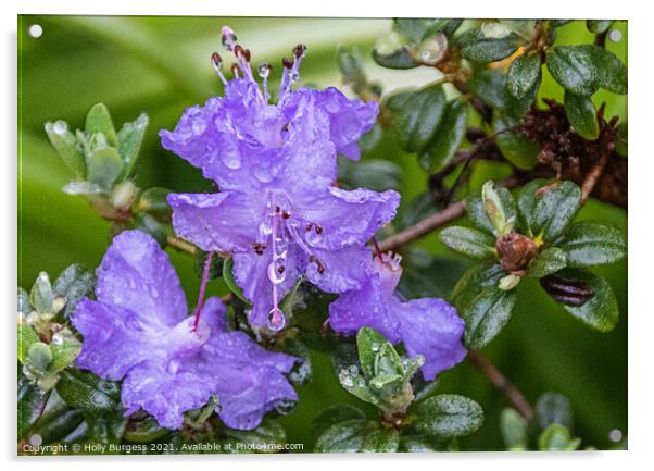Rhododendron Lilac flower in the rain, rain drops on the petals  Acrylic by Holly Burgess