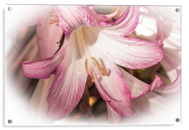 Lily pink in a filter surround  Acrylic by Holly Burgess