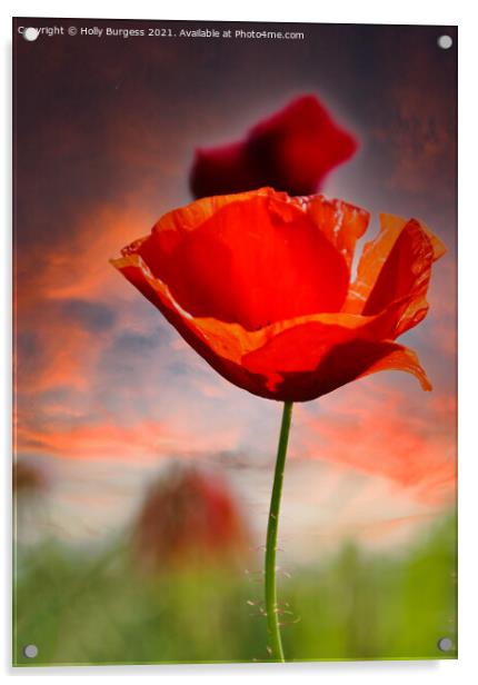 Poppy a flowering plant it is of remembrance of so Acrylic by Holly Burgess