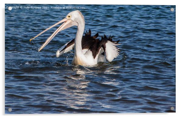 Peruvian Pelican In Australia, catching his fish in the ocean one of the largest wild birds,   Acrylic by Holly Burgess
