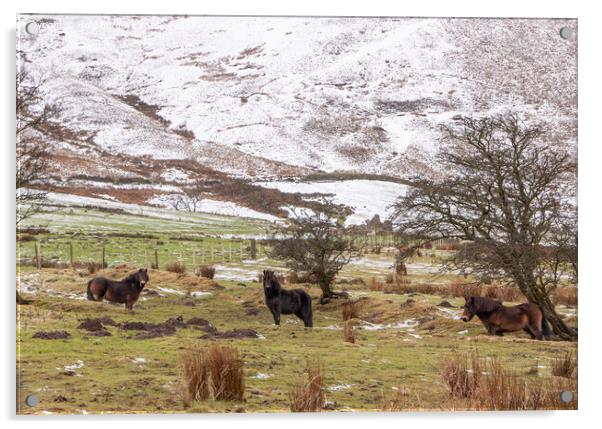 Snow on Edale  with Fell Ponies enjoying the weather in Derbyshire  Acrylic by Holly Burgess