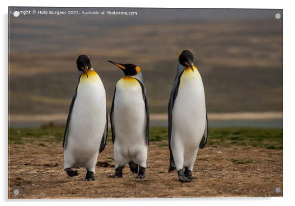 King Penguins: Falkland's Crown Jewel Acrylic by Holly Burgess