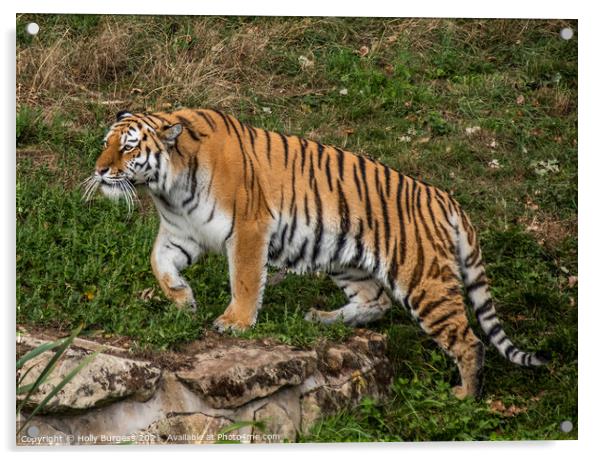 Amur Tiger also known as the Siberian tiger  Acrylic by Holly Burgess