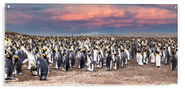 Penguins on the beach at Falklands, as the sun is setting  Acrylic by Holly Burgess