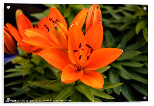 Orange Asiatic Lily flower  Acrylic by Holly Burgess