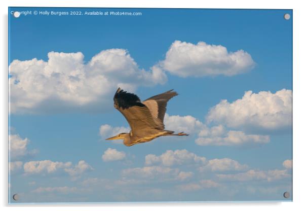 Soaring Heron Graces the Sky Acrylic by Holly Burgess