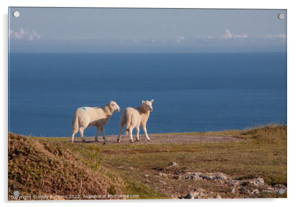 Serene Pastoral: Lambs Overlook Welsh Coastline Acrylic by Holly Burgess