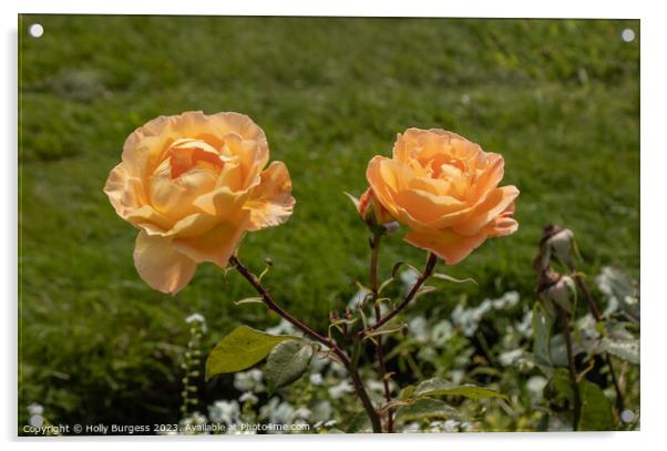 Peach rambling rose Acrylic by Holly Burgess