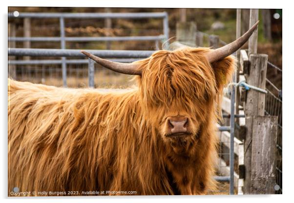 Highland Beauty:Coo  Scotland's Iconic Bovine Acrylic by Holly Burgess