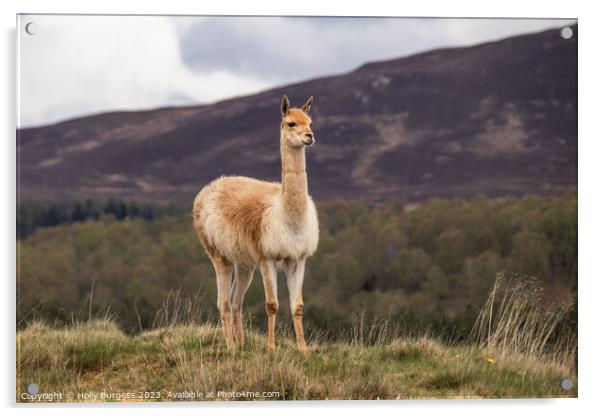 Llama's Serene Solitude Amidst Andean Peaks Acrylic by Holly Burgess