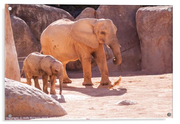 Elephants and baby Bio Zoo Valencia  Acrylic by Holly Burgess