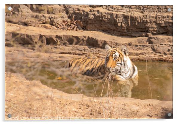 Royal Bengal Tiger in Ranthambore National Park India  Acrylic by Holly Burgess