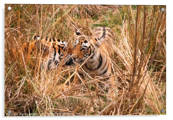 bengal tiger and cub in the Natioanl reserve India  Acrylic by Holly Burgess