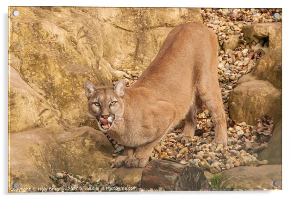 Puma Wild Cat Acrylic by Holly Burgess