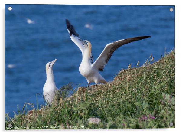 Gannets  Acrylic by Holly Burgess