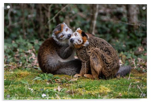 Enchanting Gaze of Madagascar's Mongoose Lemur Acrylic by Holly Burgess