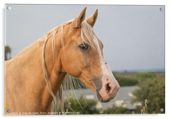 Palomino Horse  Acrylic by Holly Burgess