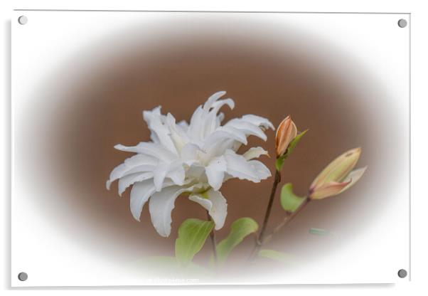 Exquisite Madonna Lily Unveiled Acrylic by Holly Burgess