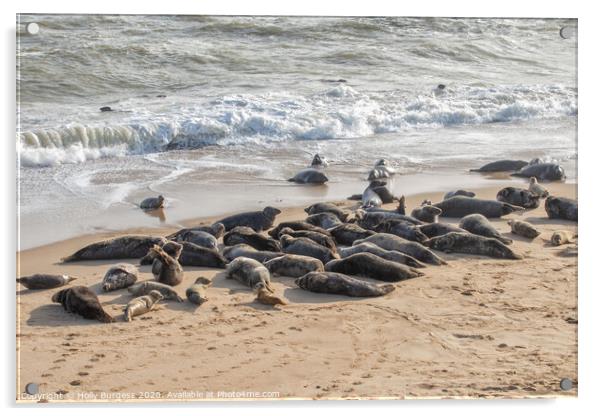 Norfolk's Charming Seals at Horsey Beach Acrylic by Holly Burgess
