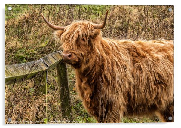 Highland Cattle, derbyshire  Acrylic by Holly Burgess