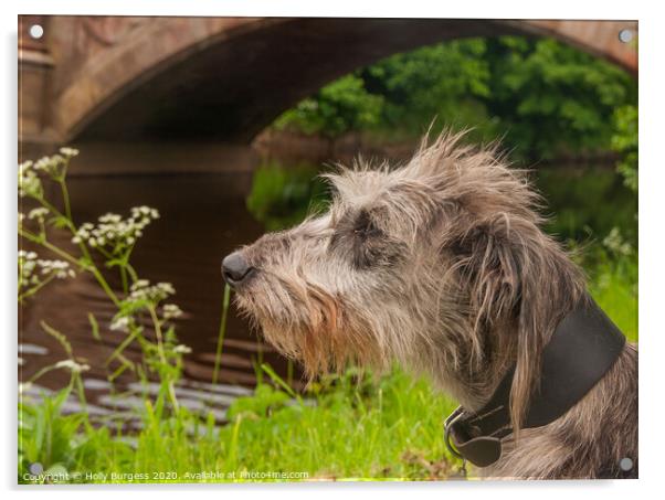 'Imposing Irish Wolfhound: History and Companionsh Acrylic by Holly Burgess