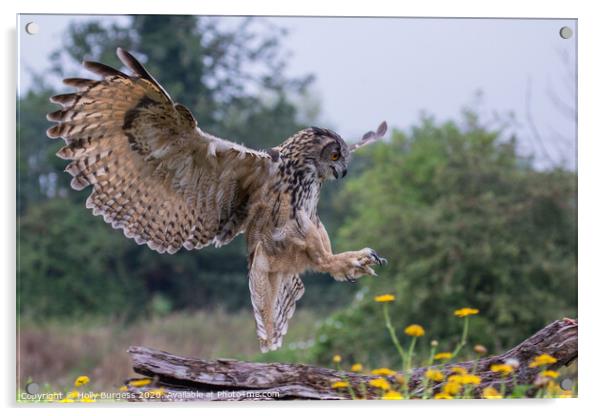 European Eagle owl landing in the meadow  Acrylic by Holly Burgess