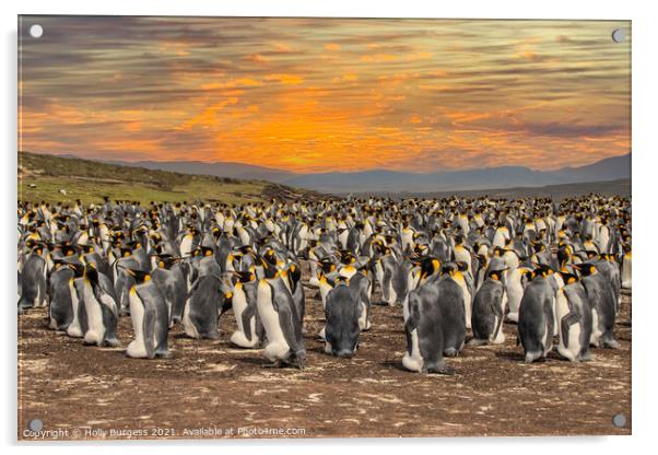 King Penguins' Haven, Falkland Islands Acrylic by Holly Burgess