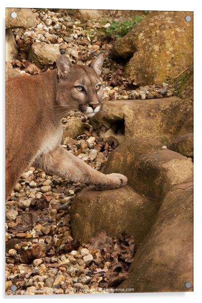 Stalking Puma: Wilderness' Silent Hunter Acrylic by Holly Burgess