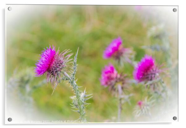 Scottish Thistle, found in most countries all over the world  Acrylic by Holly Burgess