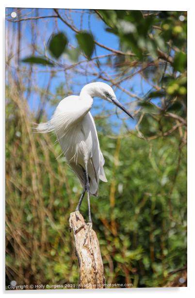 Brilliant White Egret in Natural Habitat Acrylic by Holly Burgess