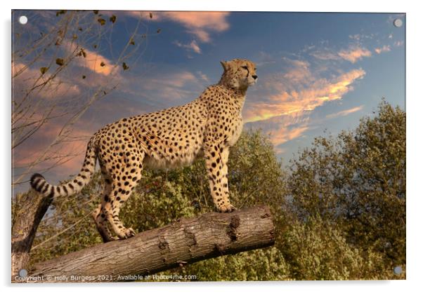 Cheetah wild cat  Outdoor mountain Acrylic by Holly Burgess