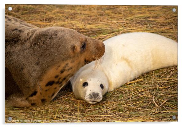 Adult seal and pup donna nook  Acrylic by Holly Burgess