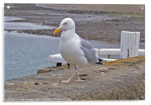 Seagull Animal bird Acrylic by Holly Burgess