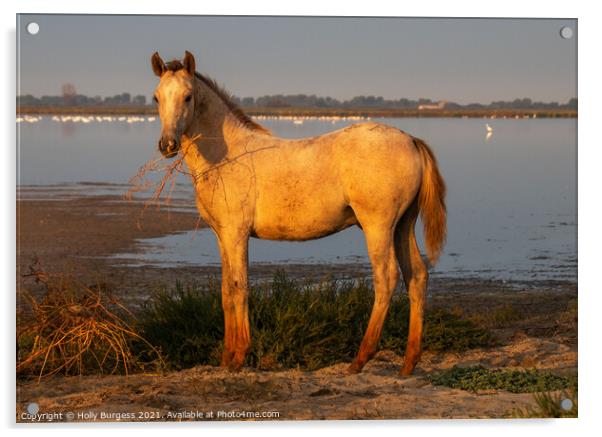 Camargue Horse, one of the foals belonging to the white horse  Acrylic by Holly Burgess