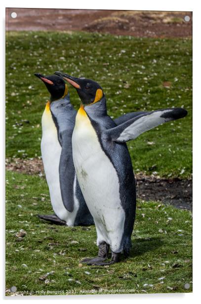 'Distinguished King Penguins: Falklands Captivatio Acrylic by Holly Burgess