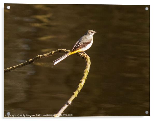 Graceful Grey Wagtail Dominates River Scene Acrylic by Holly Burgess