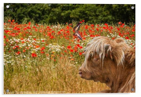Highland Cattle in a field of Poppies  Acrylic by Holly Burgess