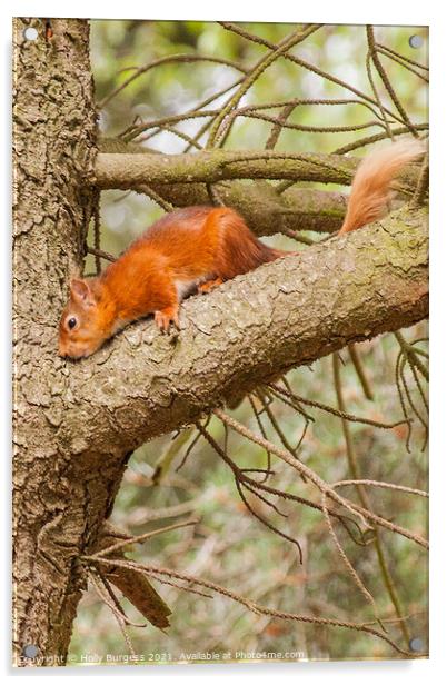 Red Squirrel or Eurasian Red Squirrel  Acrylic by Holly Burgess