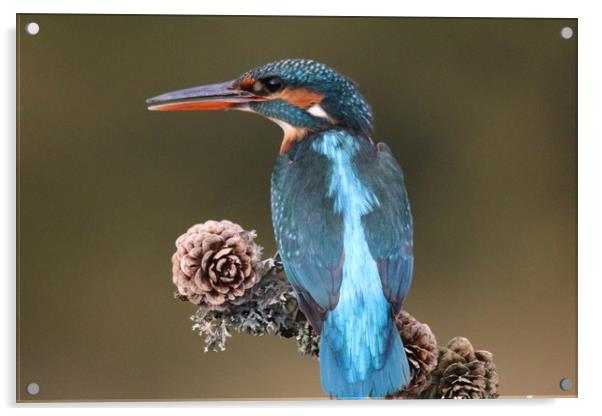 Kingfisher  Acrylic by Stephen Herrell