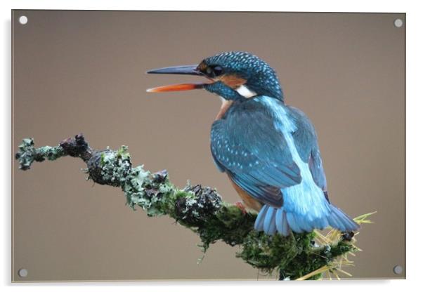 Female Kingfisher  Acrylic by Stephen Herrell